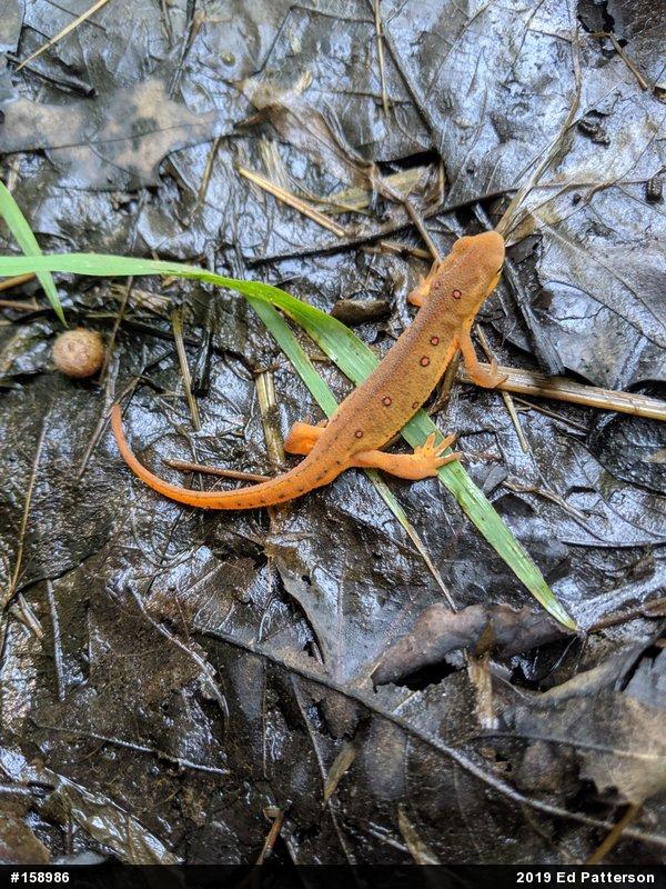 Red-spotted Newt