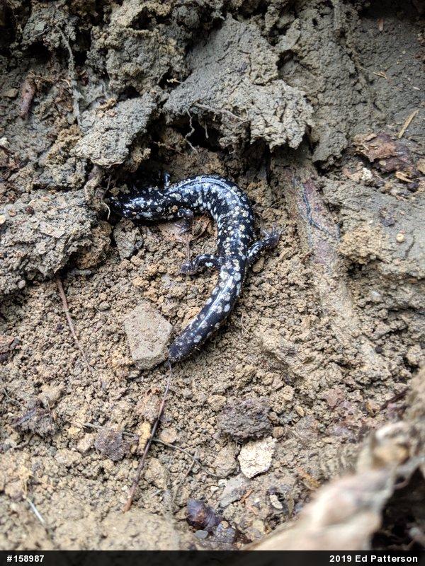 Northern Slimy Salamander