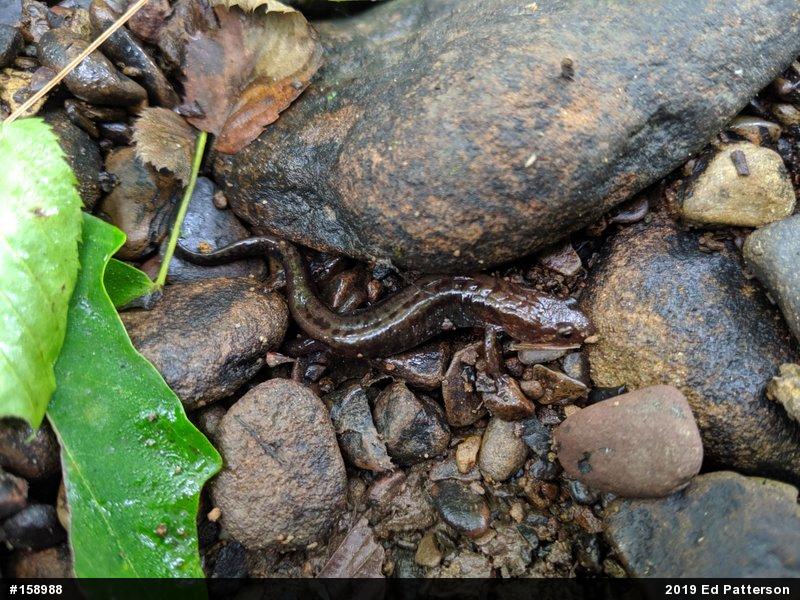 Allegheny Mountain Dusky Salamander