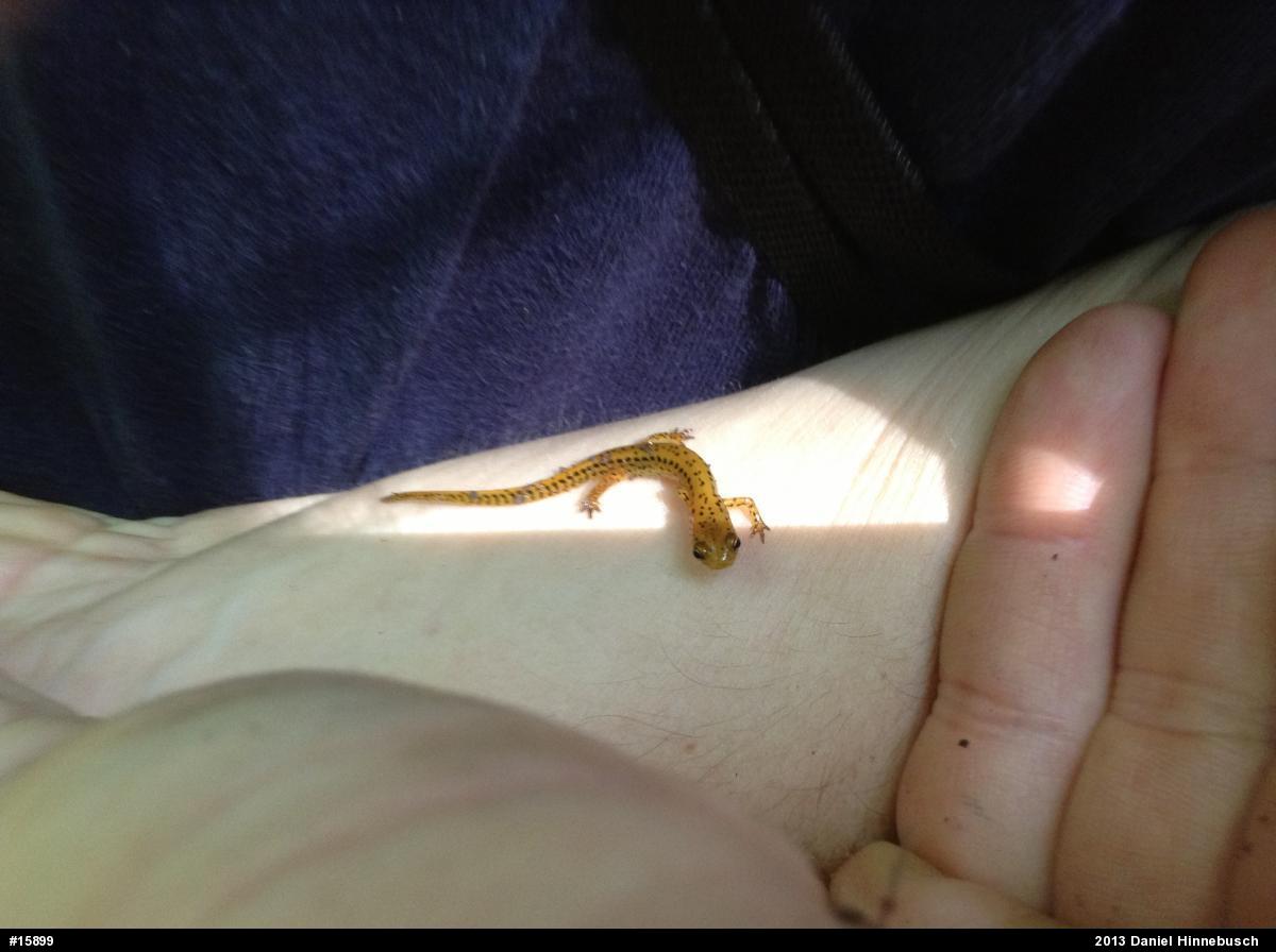Eastern Long-tailed Salamander