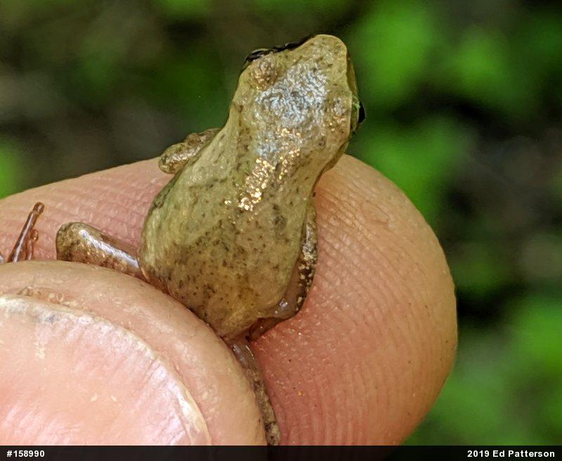 Spring Peeper