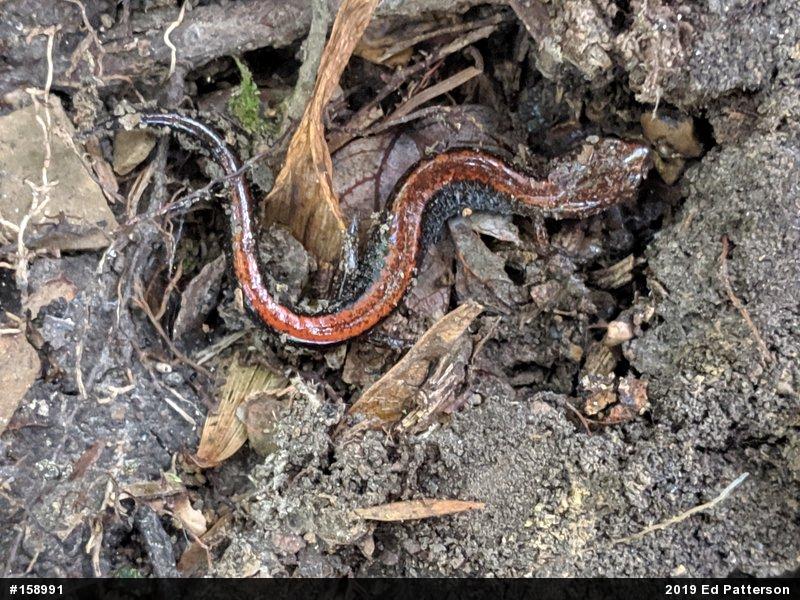 Eastern Red-backed  Salamander
