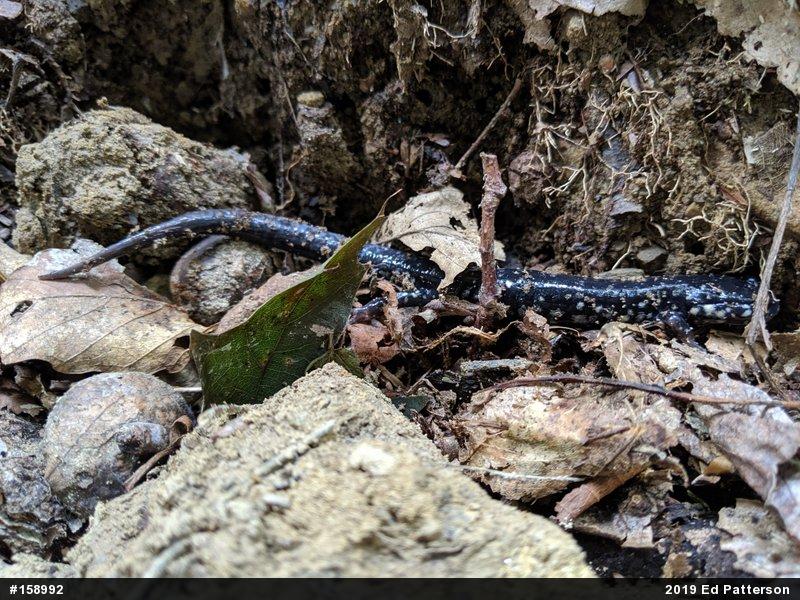 Northern Slimy Salamander