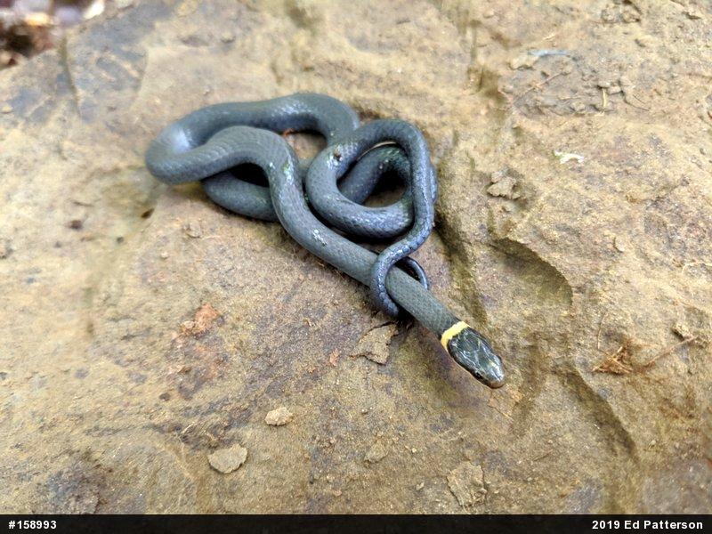 Northern Ring-necked Snake