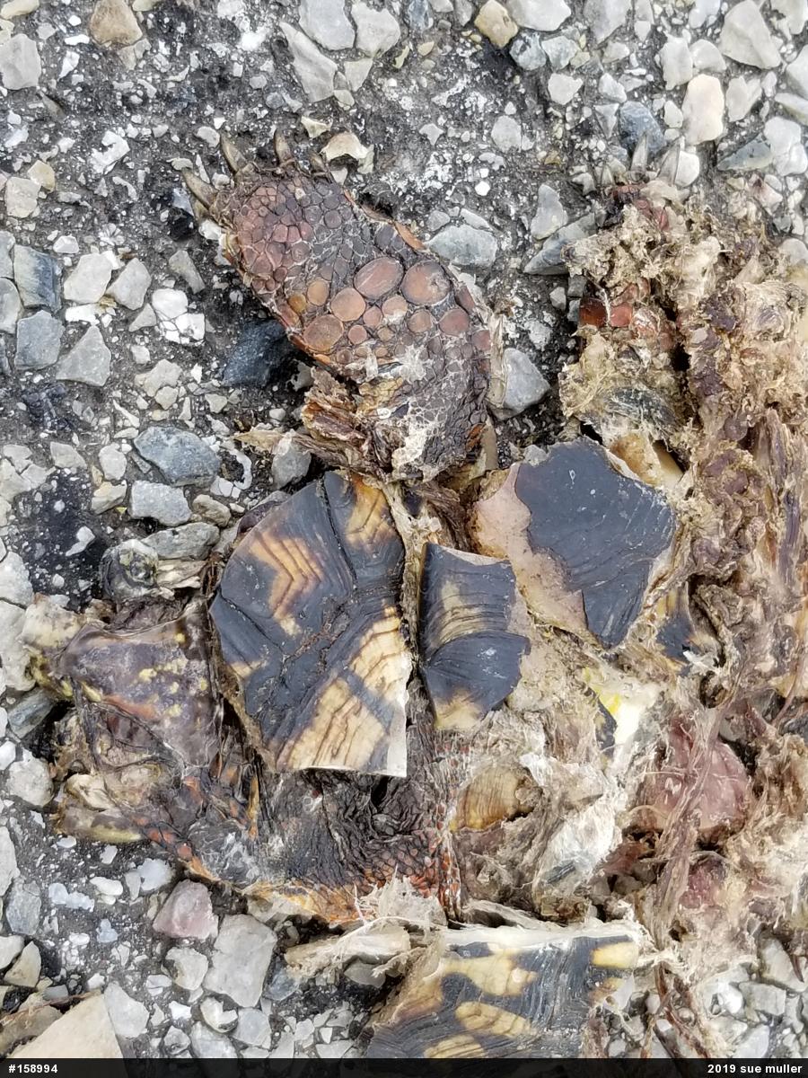 Eastern Box Turtle