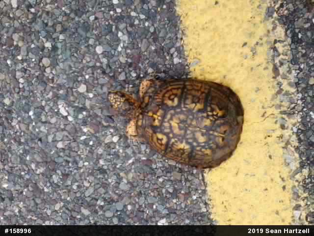 Eastern Box Turtle