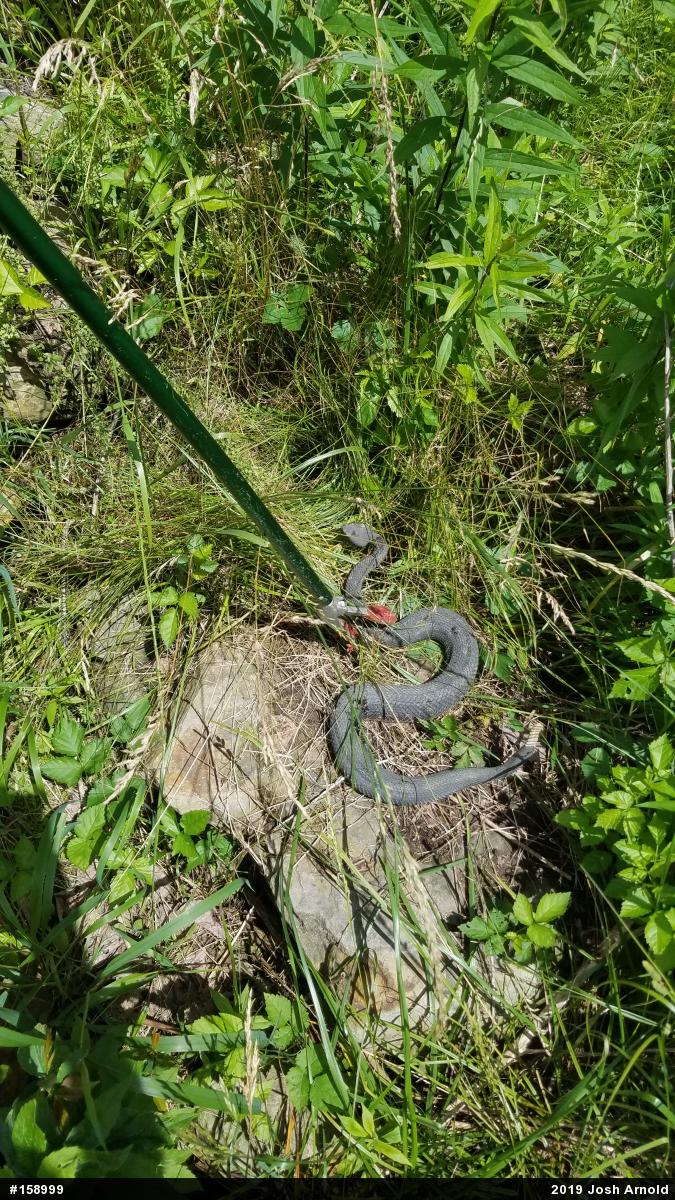 Timber Rattlesnake