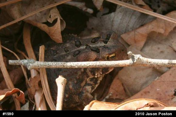Eastern American Toad