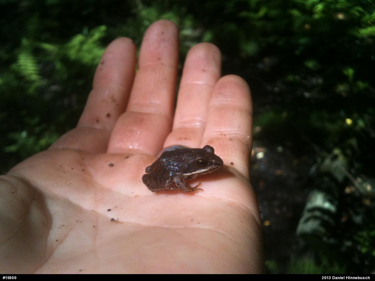 Wood Frog