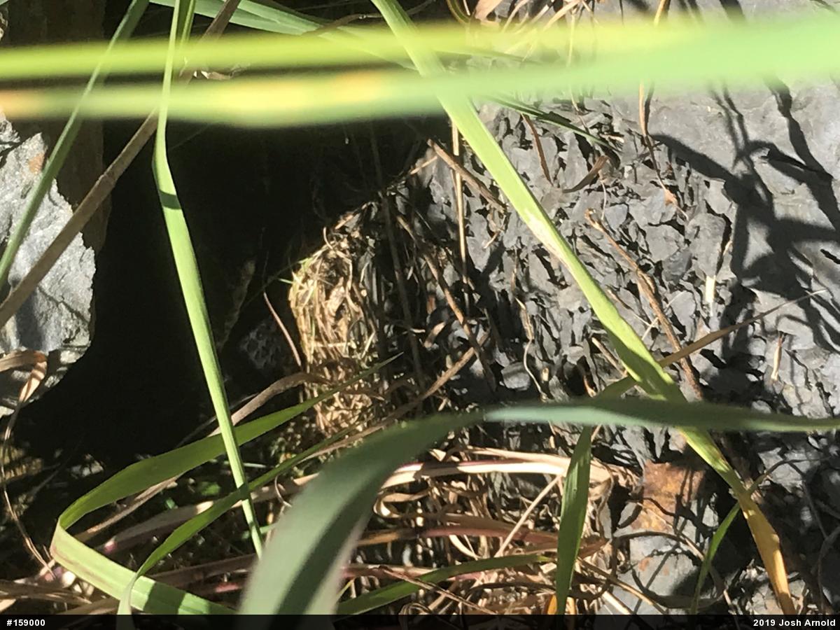 Timber Rattlesnake