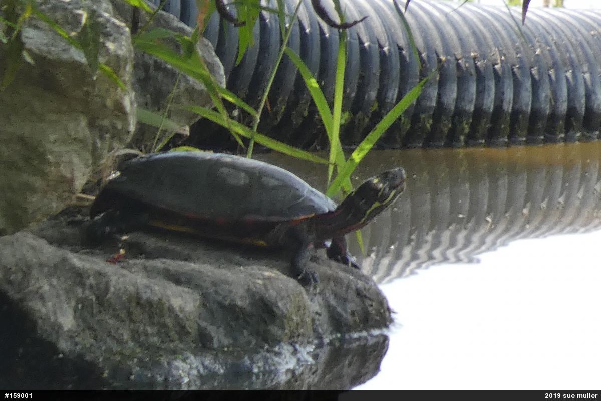 Painted Turtle