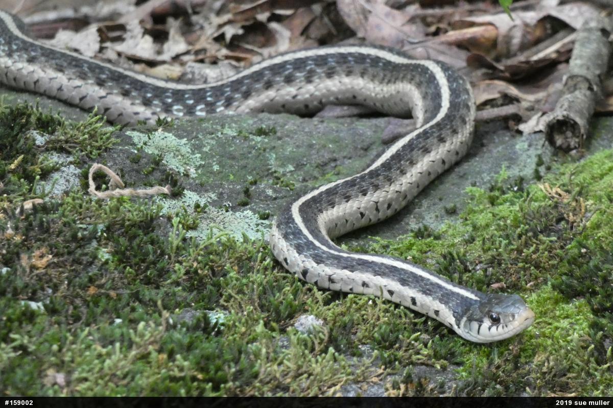Eastern Gartersnake