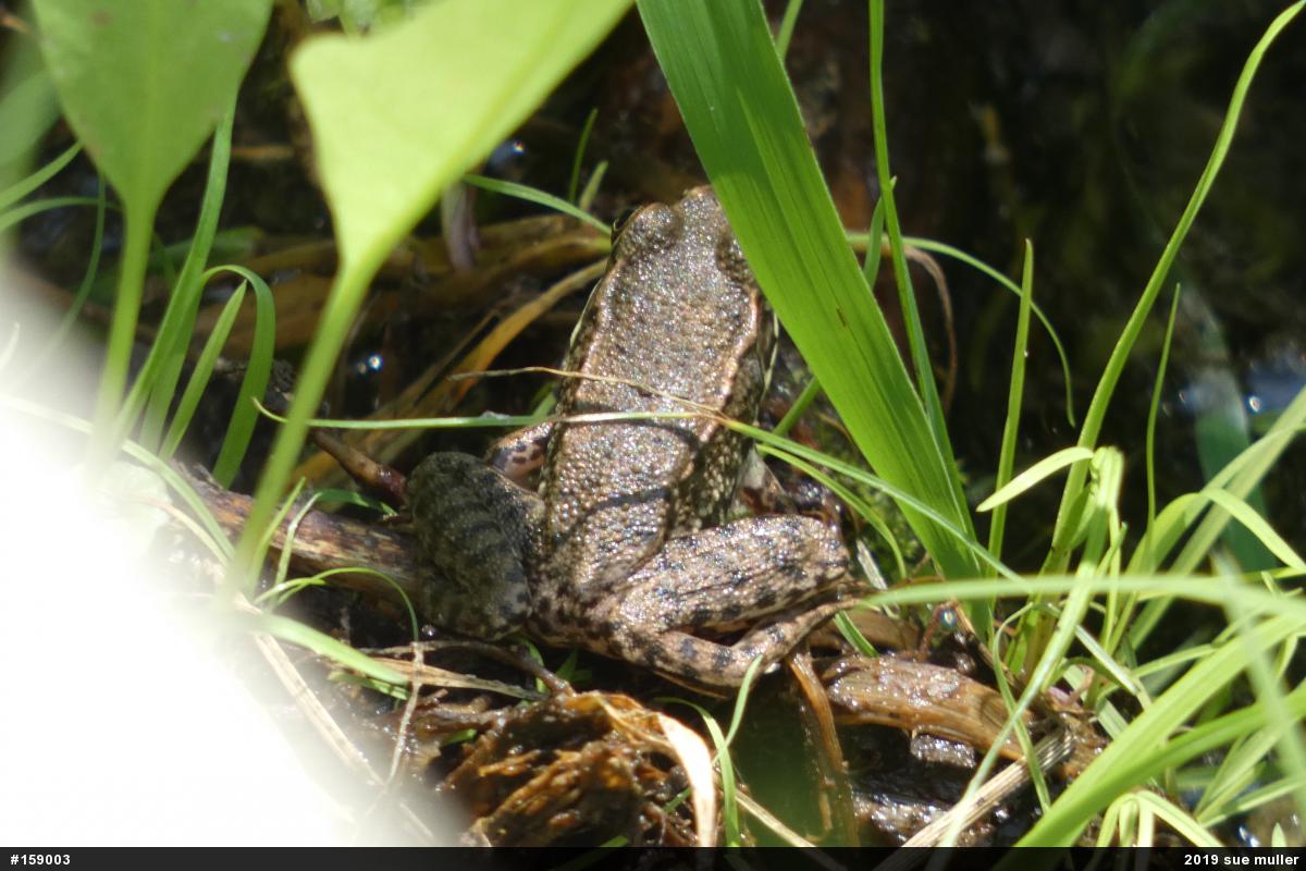 Green Frog