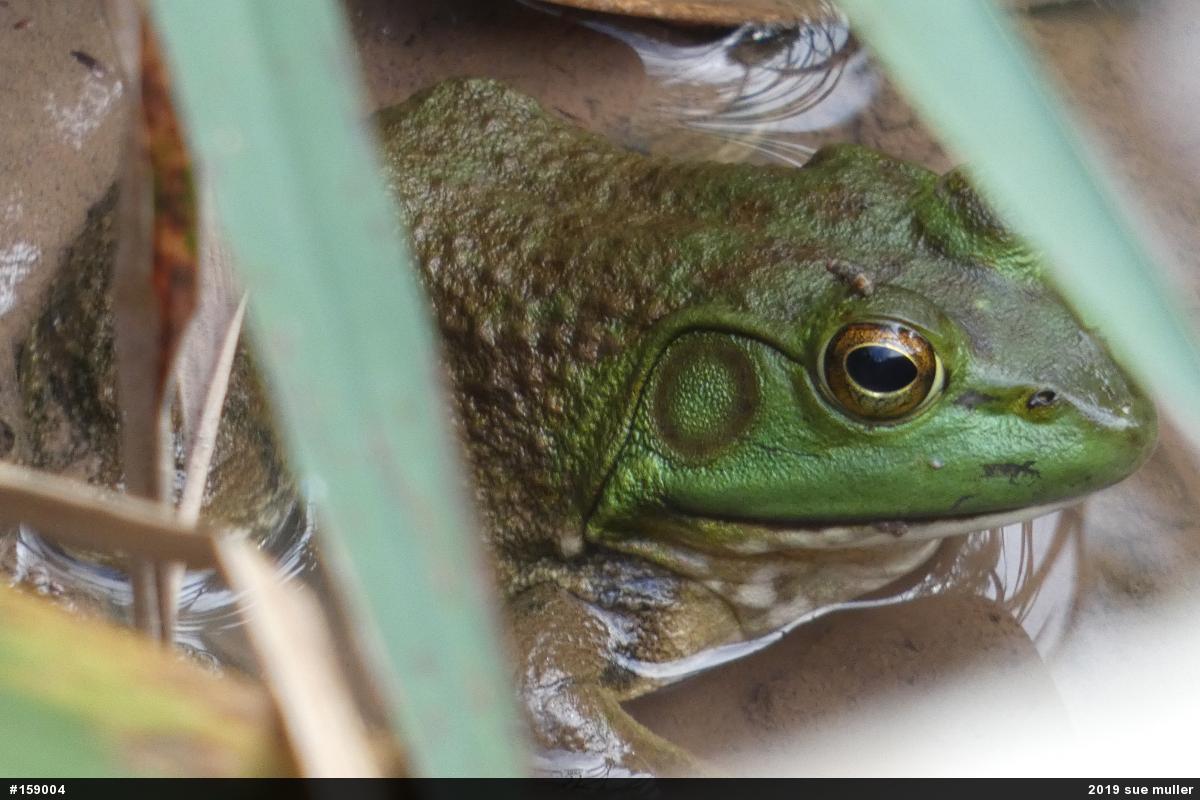 American Bullfrog