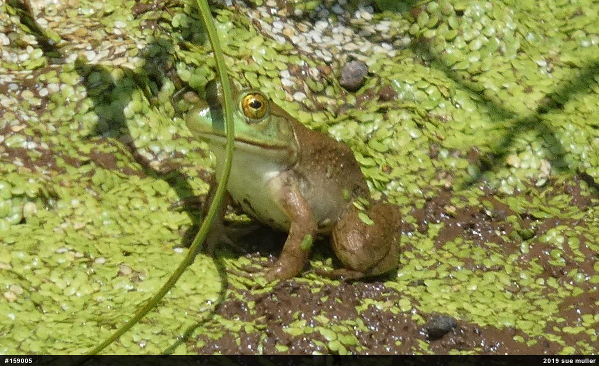 American Bullfrog