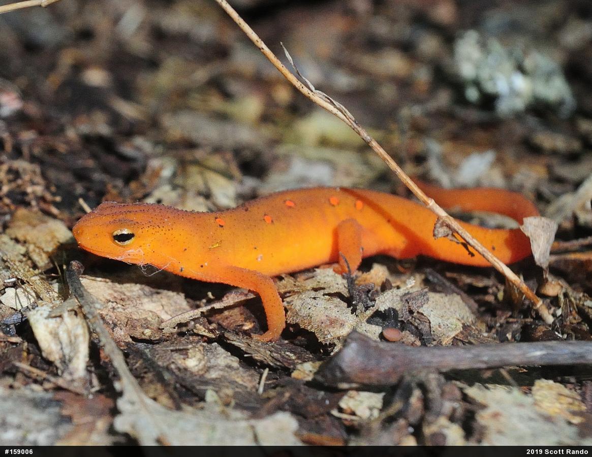 Red-spotted Newt