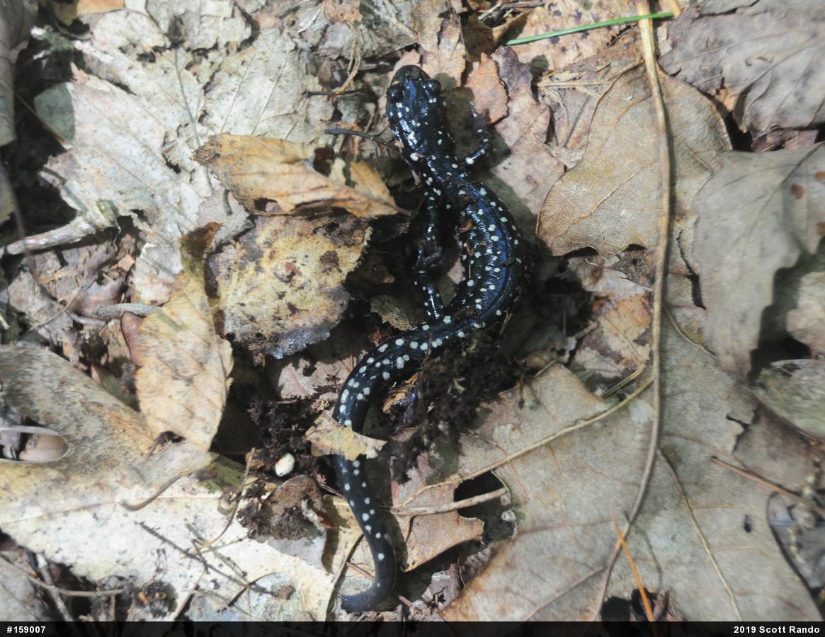 Northern Slimy Salamander