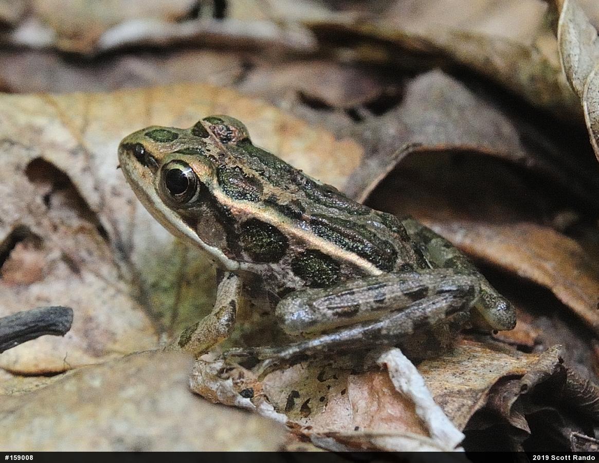Pickerel Frog