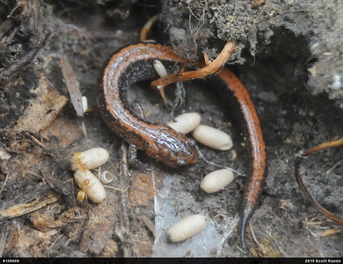 Eastern Red-backed  Salamander