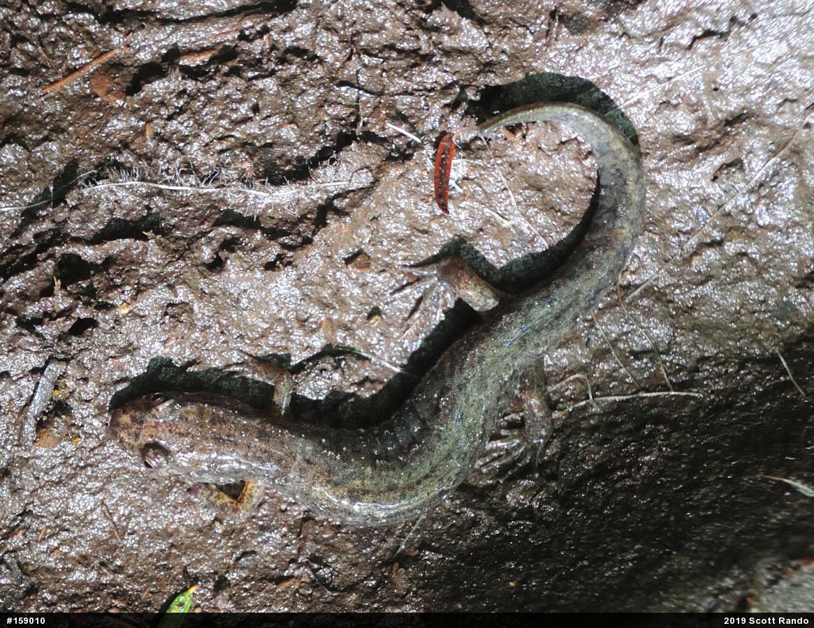 Northern Dusky Salamander