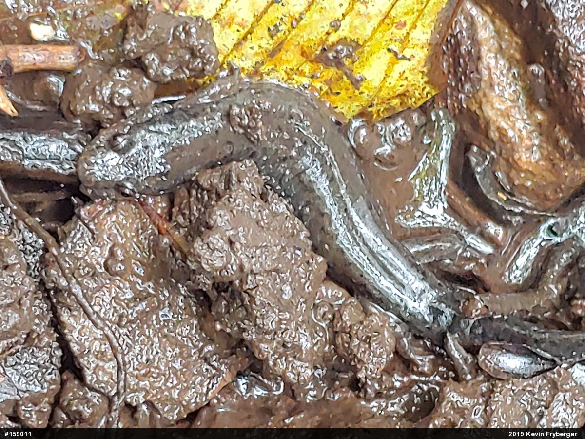 Northern Dusky Salamander