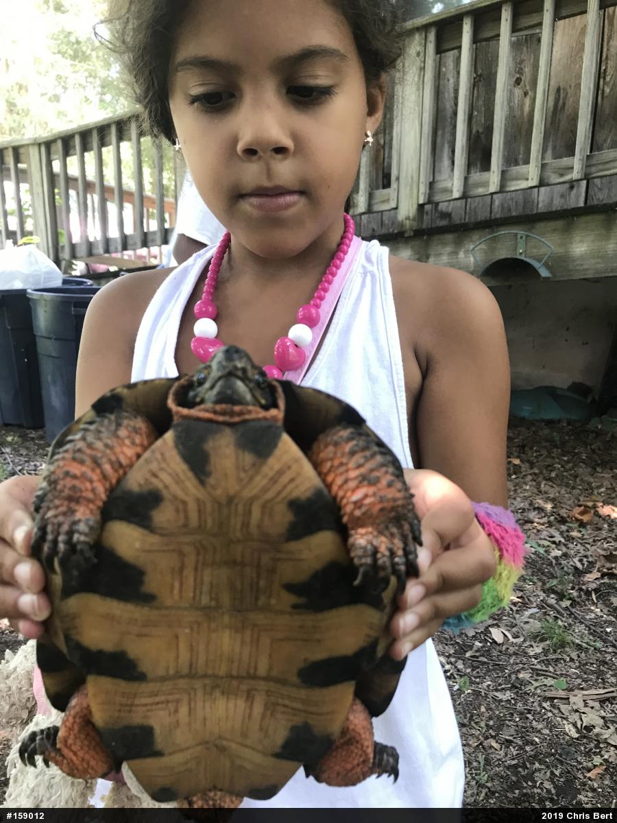 Wood Turtle