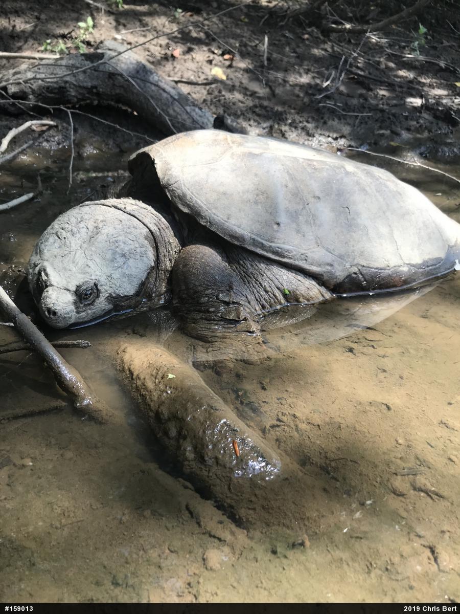 Snapping Turtle