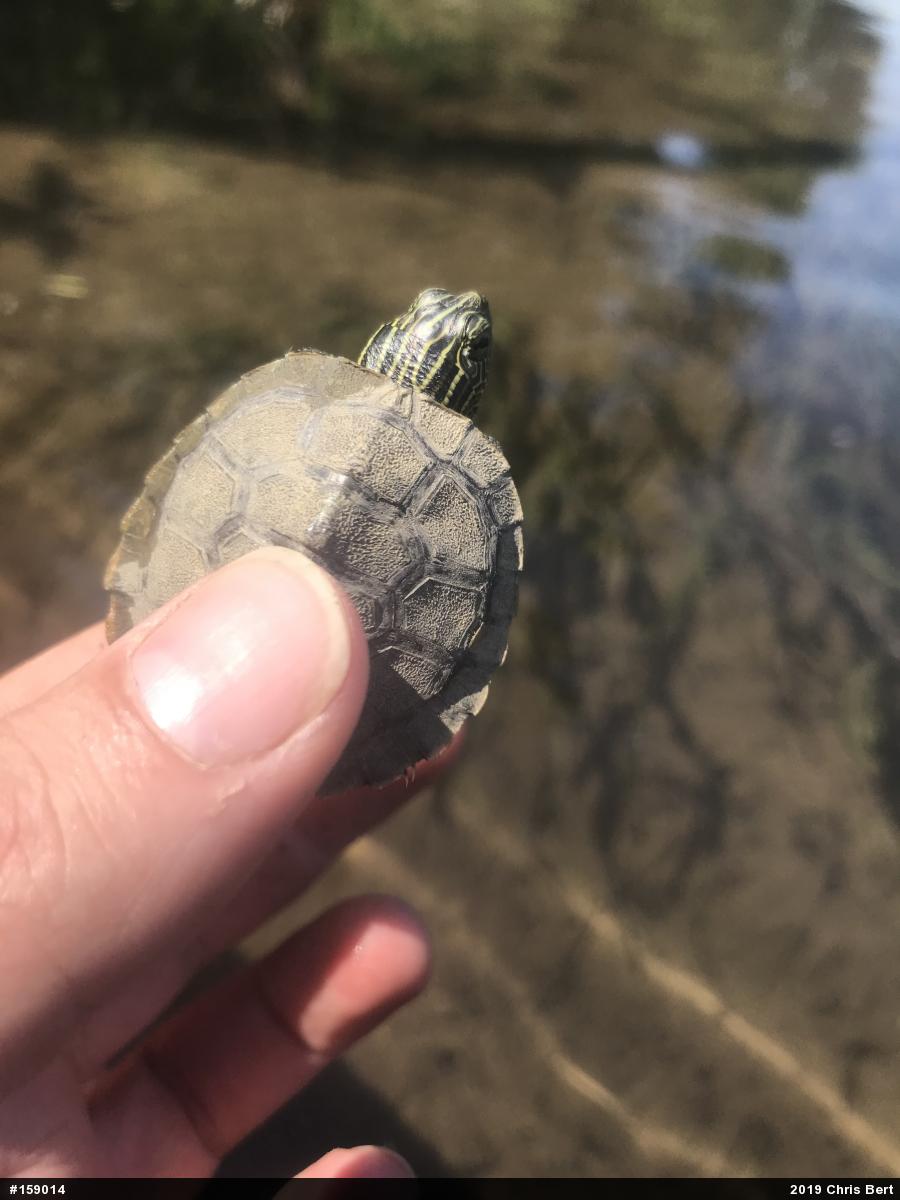 Northern Map Turtle