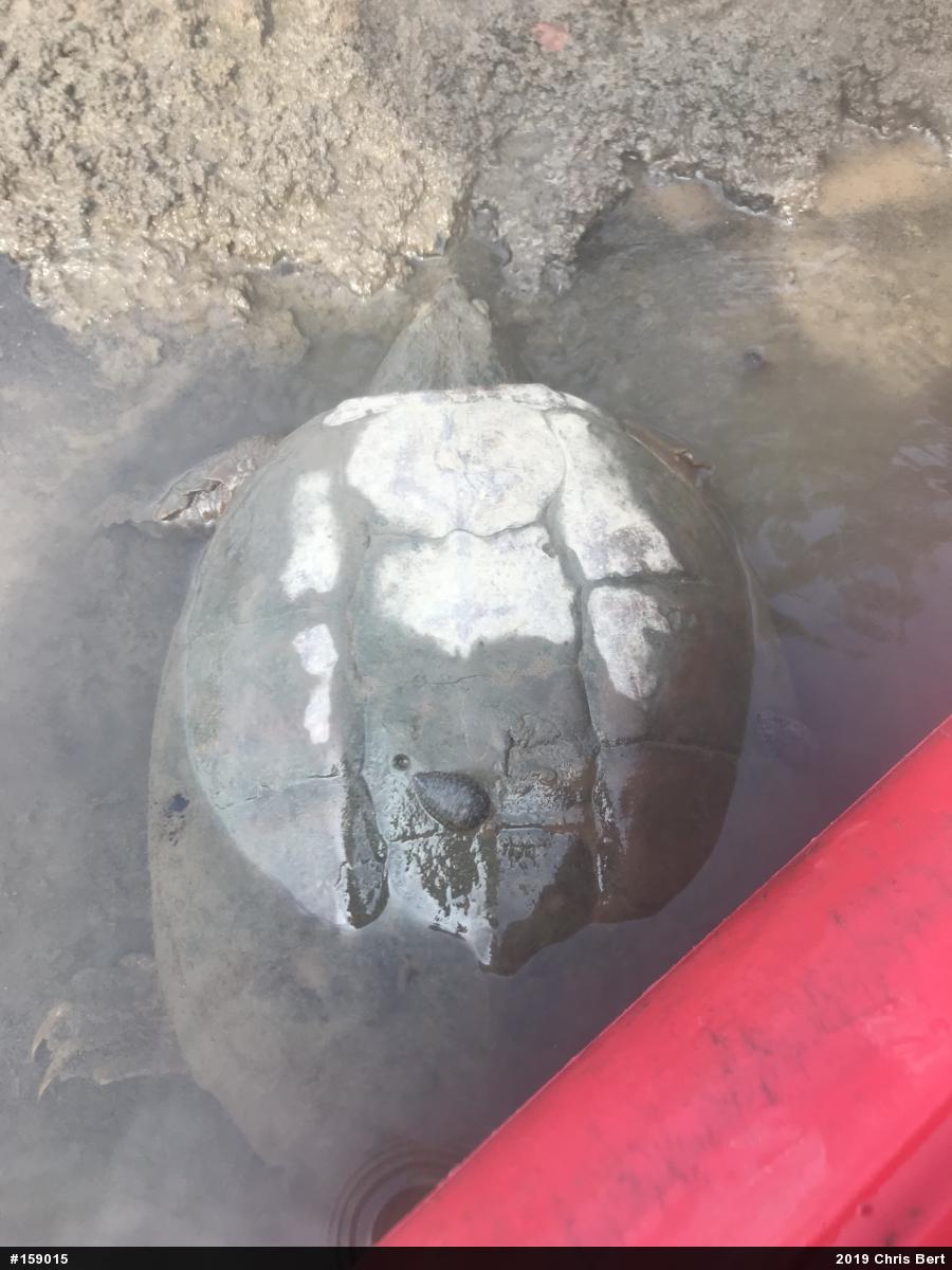 Snapping Turtle
