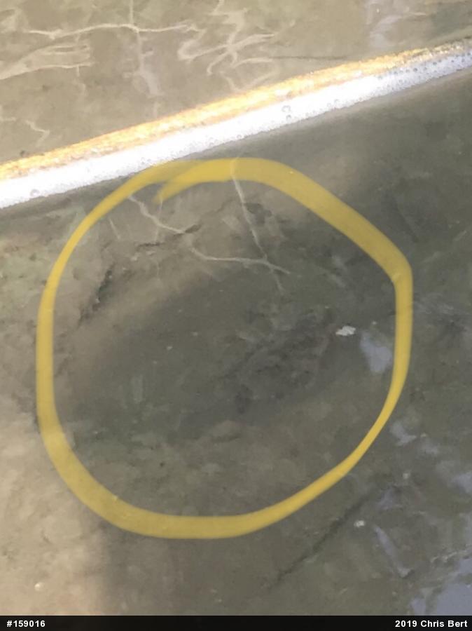 Snapping Turtle