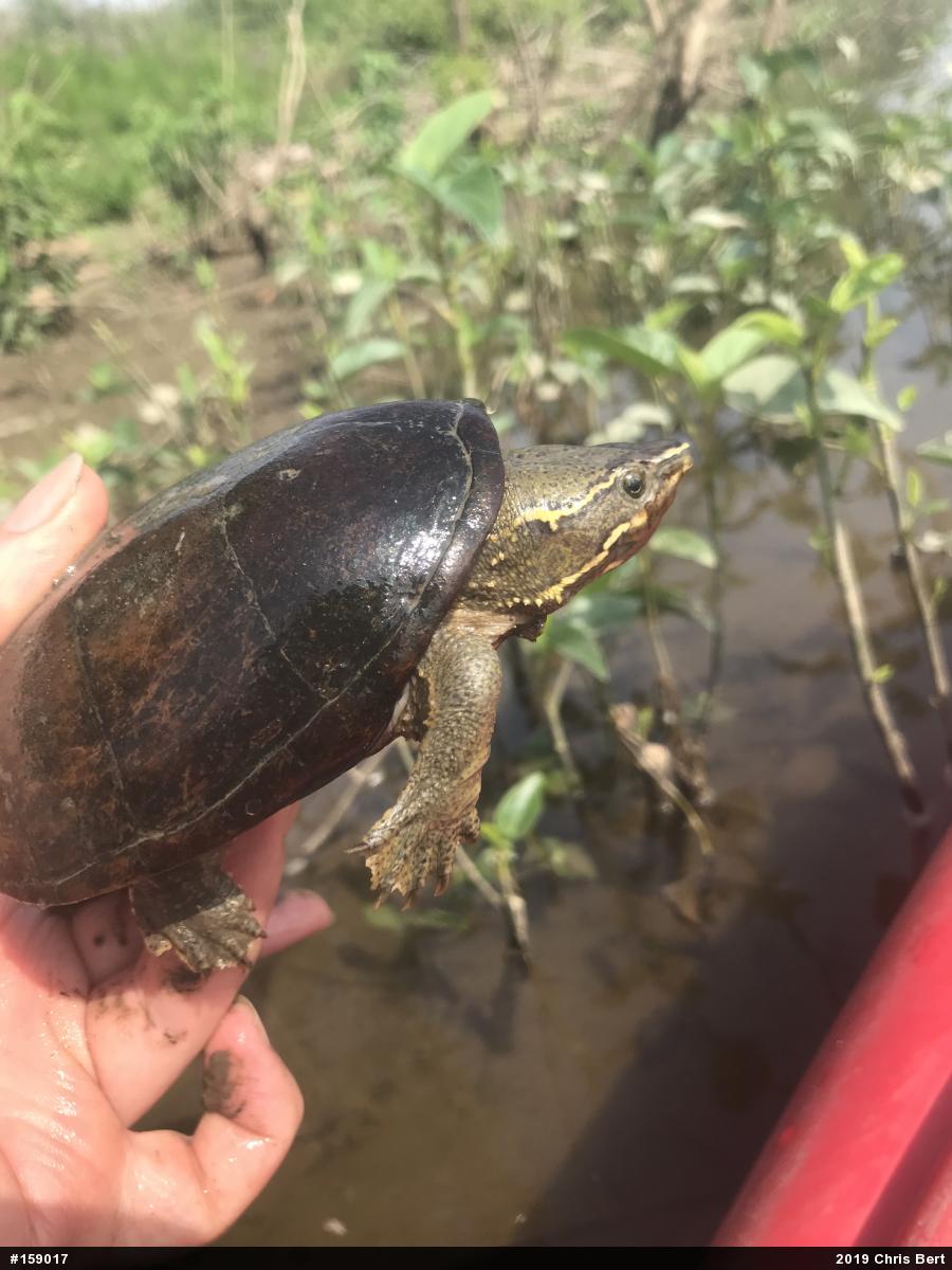 Eastern Musk Turtle