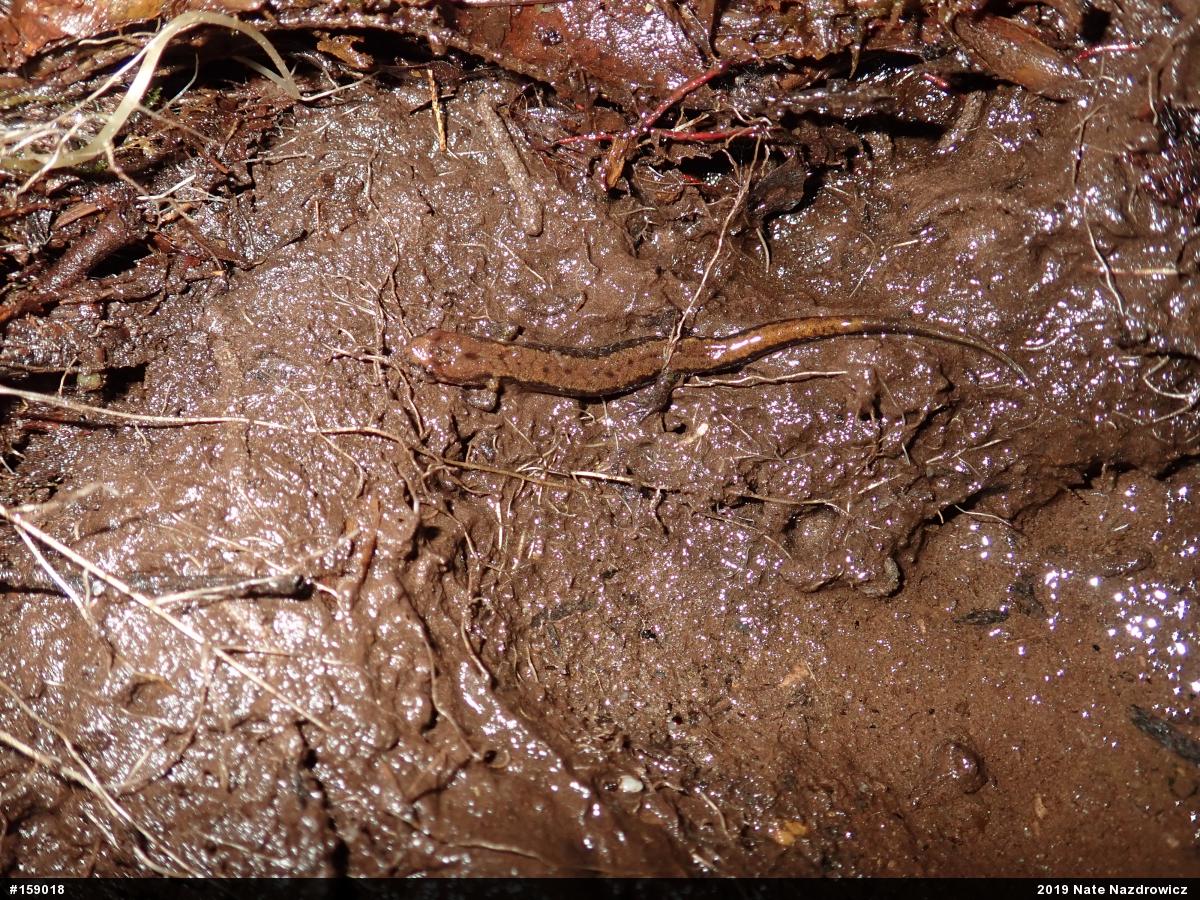 Allegheny Mountain Dusky Salamander