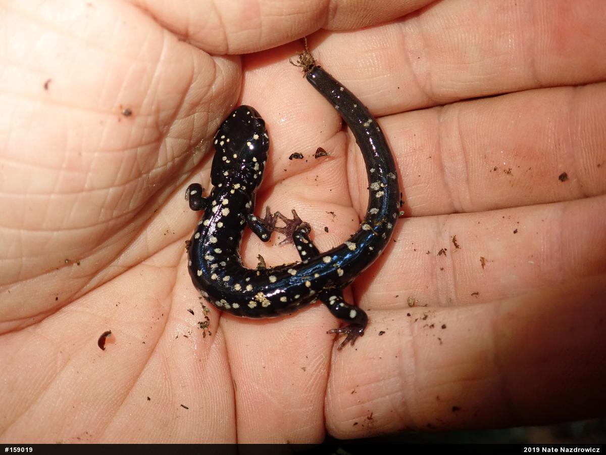 Northern Slimy Salamander
