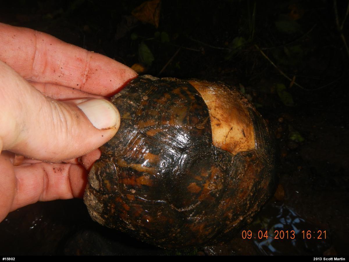 Eastern Box Turtle