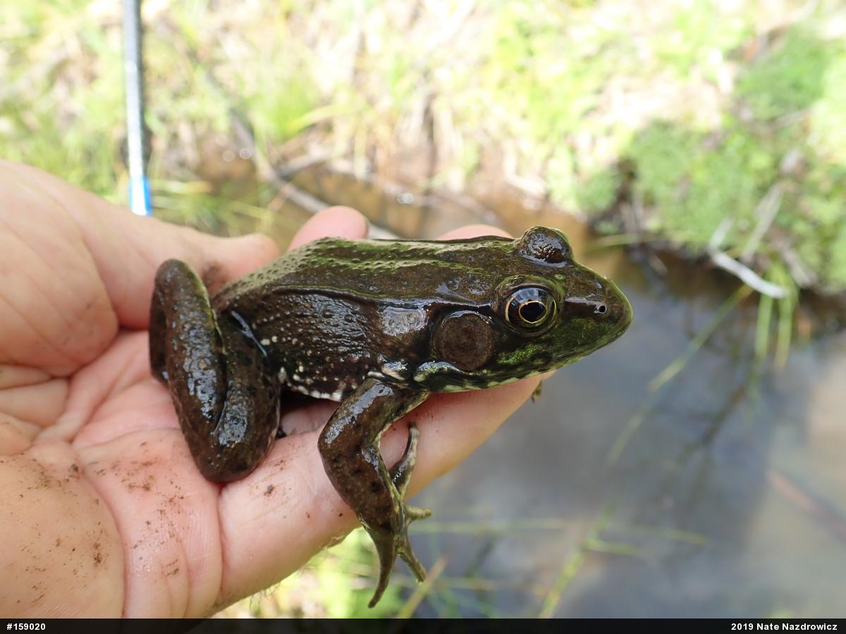 Green Frog