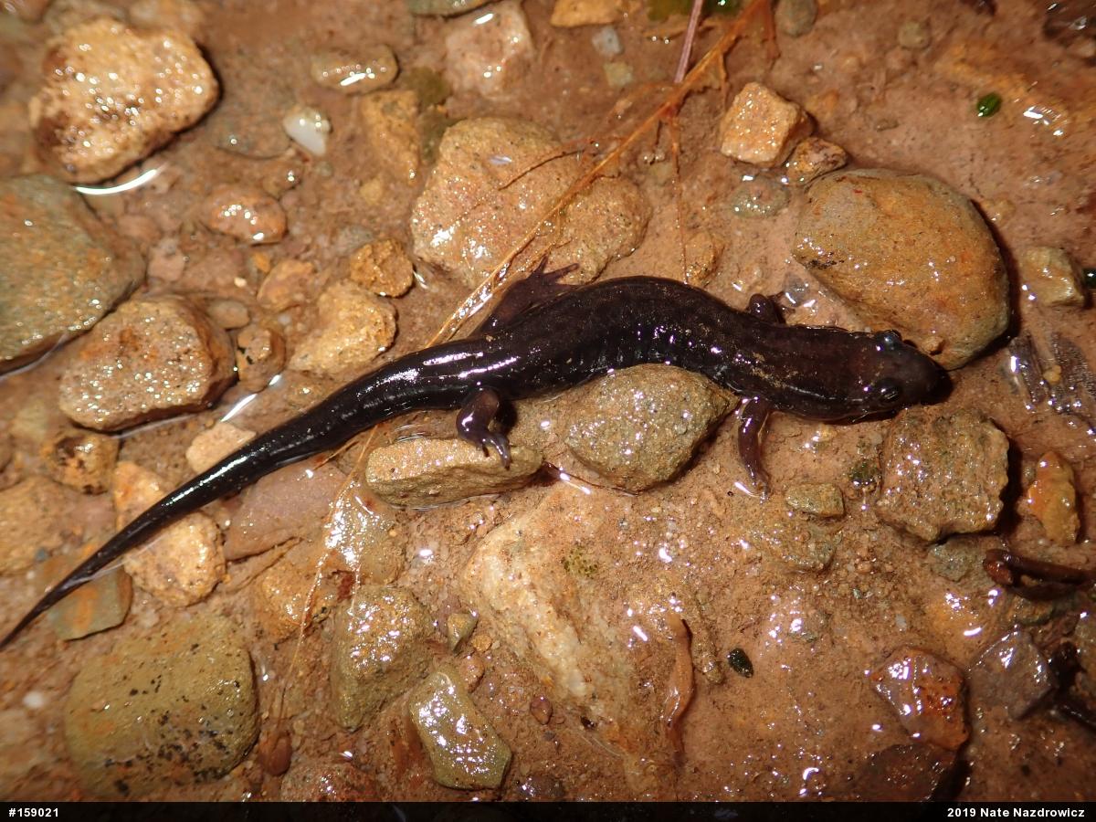 Allegheny Mountain Dusky Salamander