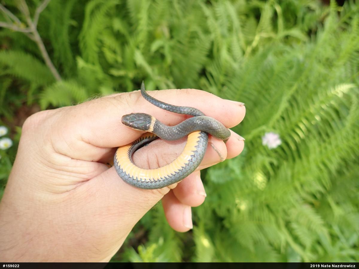 Northern Ring-necked Snake