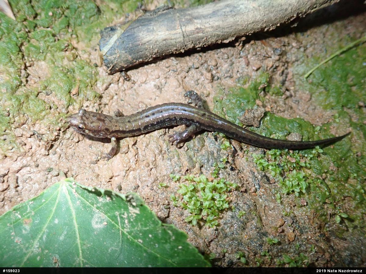 Allegheny Mountain Dusky Salamander