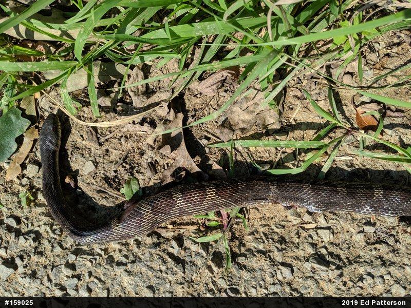 Eastern Ratsnake