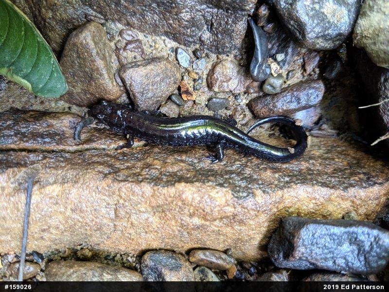 Allegheny Mountain Dusky Salamander