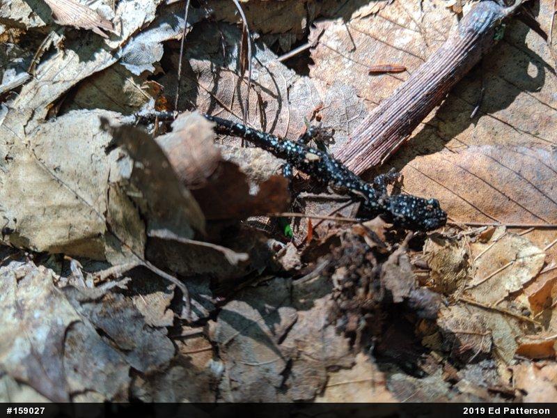 Northern Slimy Salamander