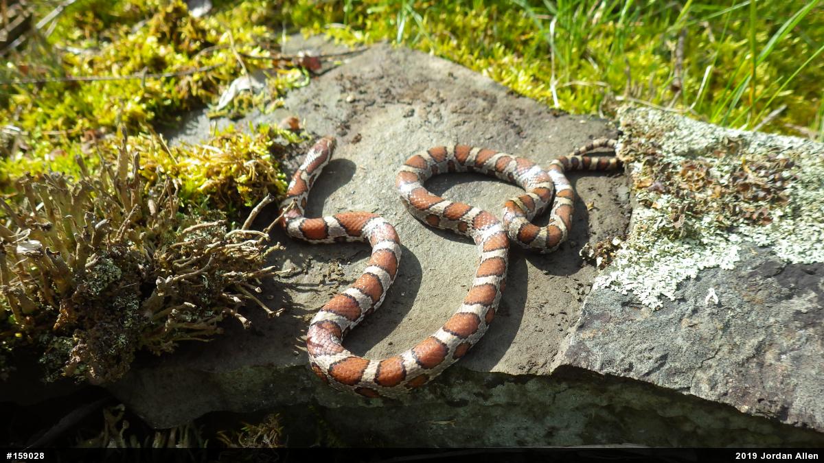Eastern Milksnake