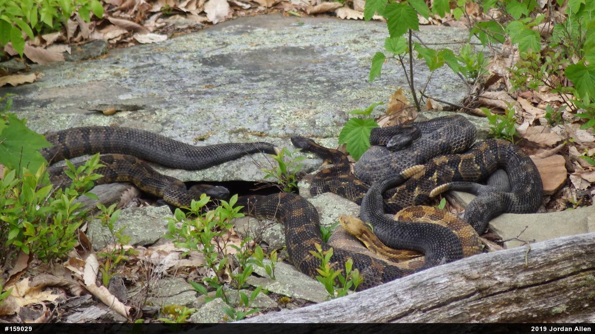Timber Rattlesnake