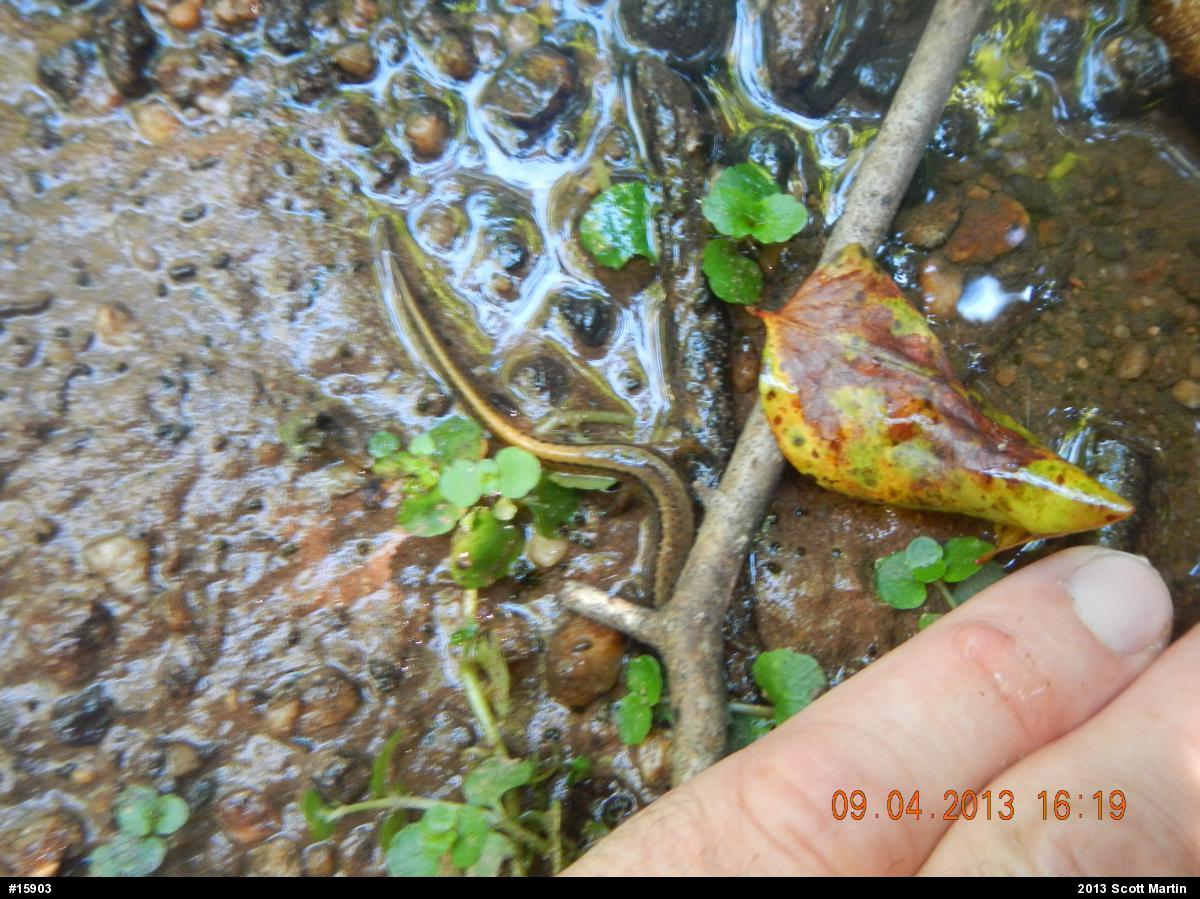 Northern Two-lined Salamander