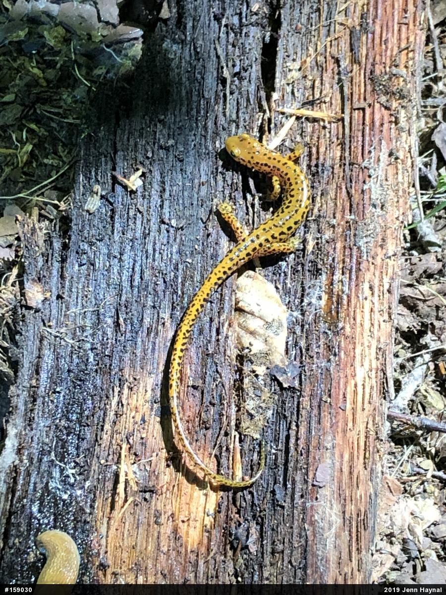 Eastern Long-tailed Salamander