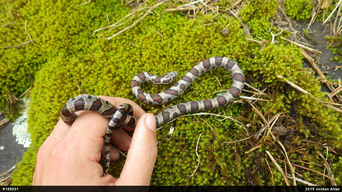 Eastern Milksnake