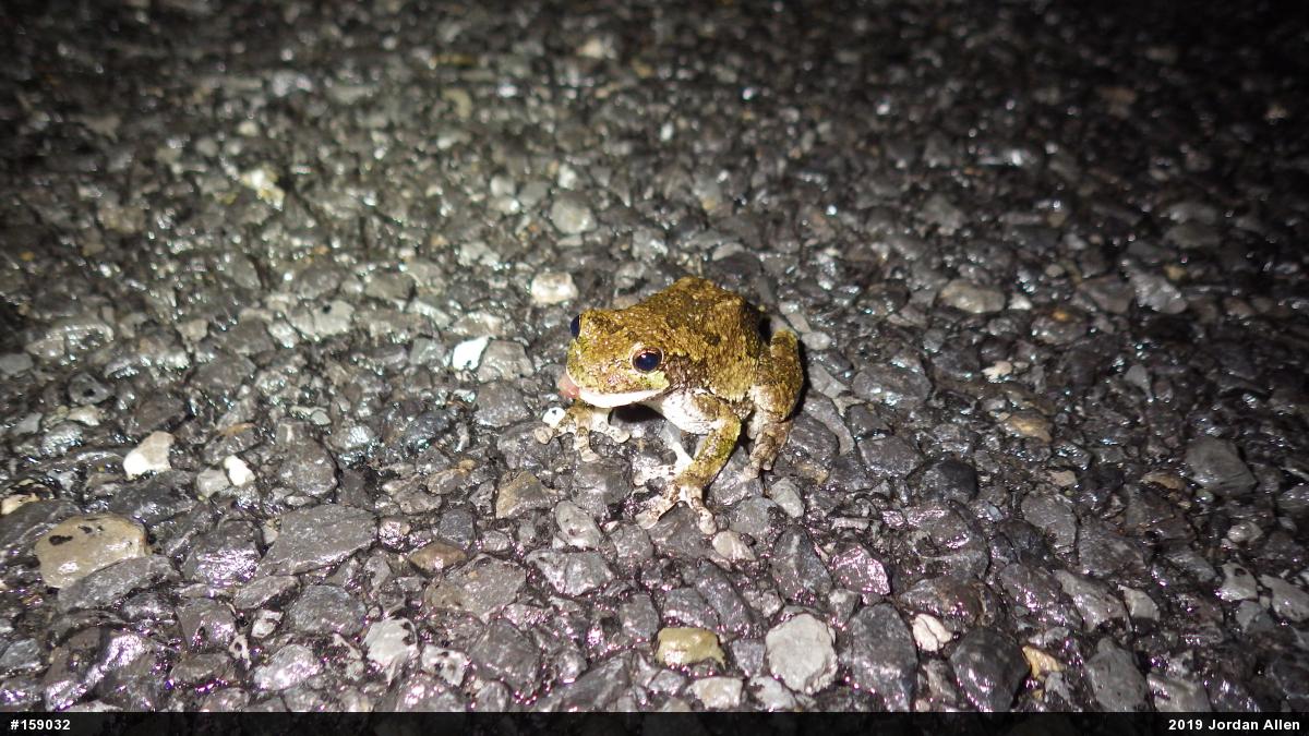 Unknown Gray Treefrog