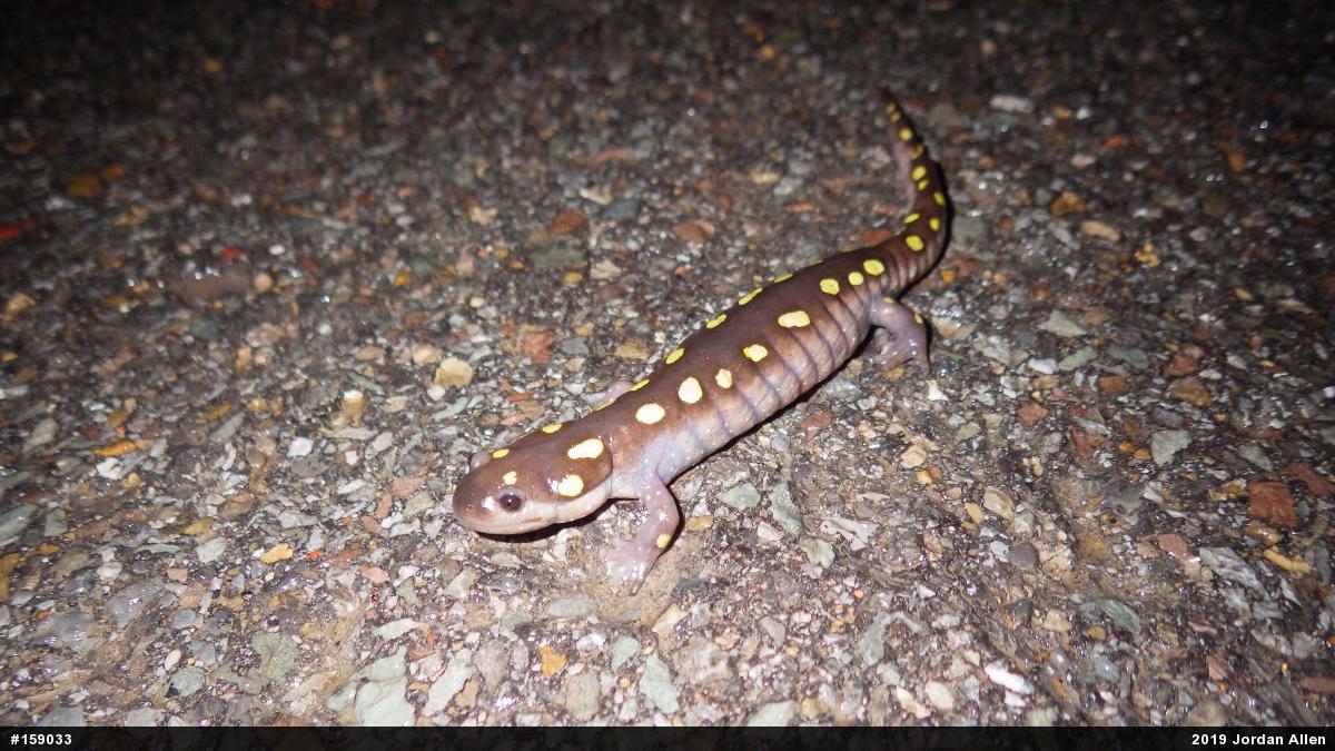 Spotted Salamander