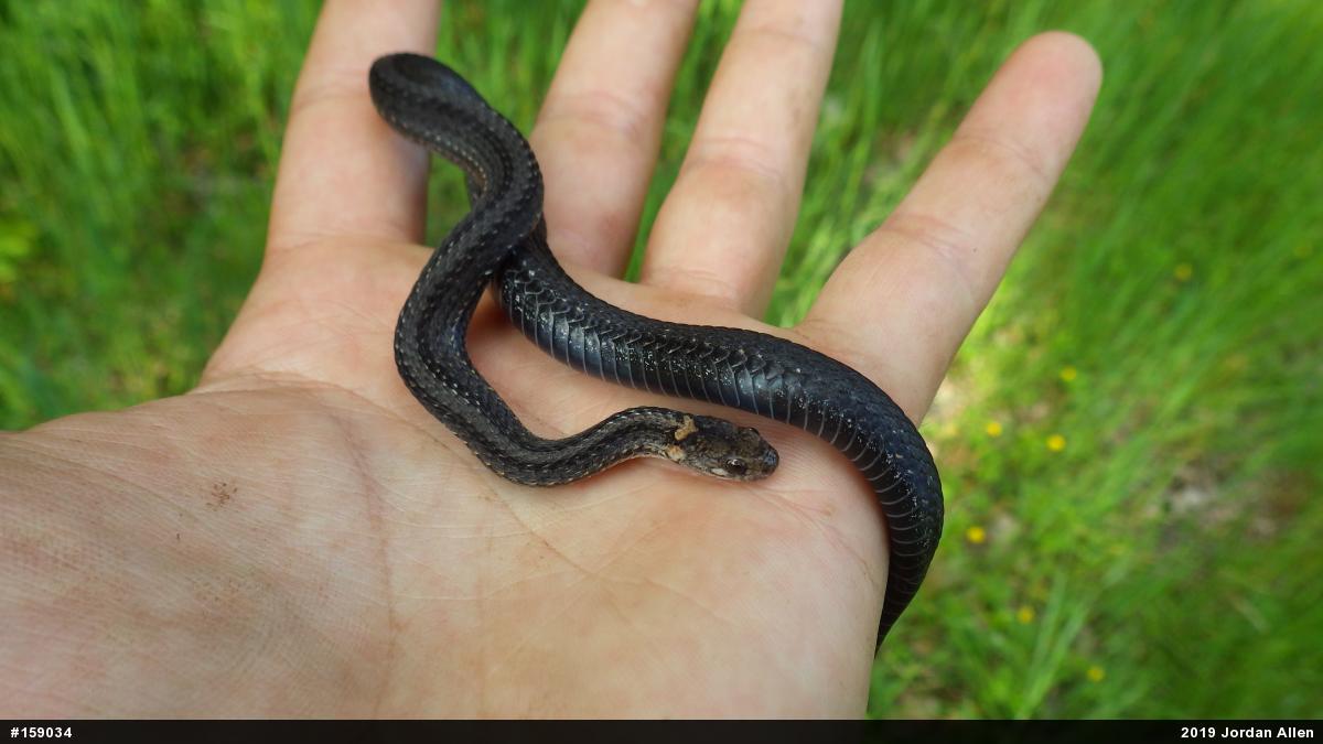 Red-bellied Snake