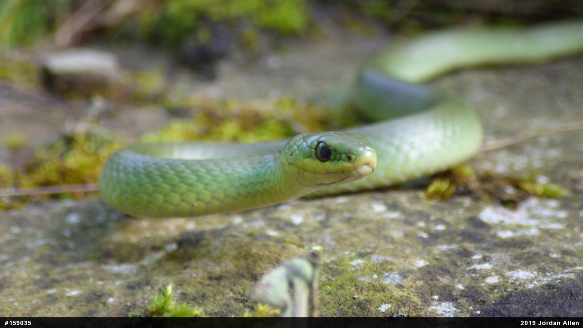 Smooth Greensnake